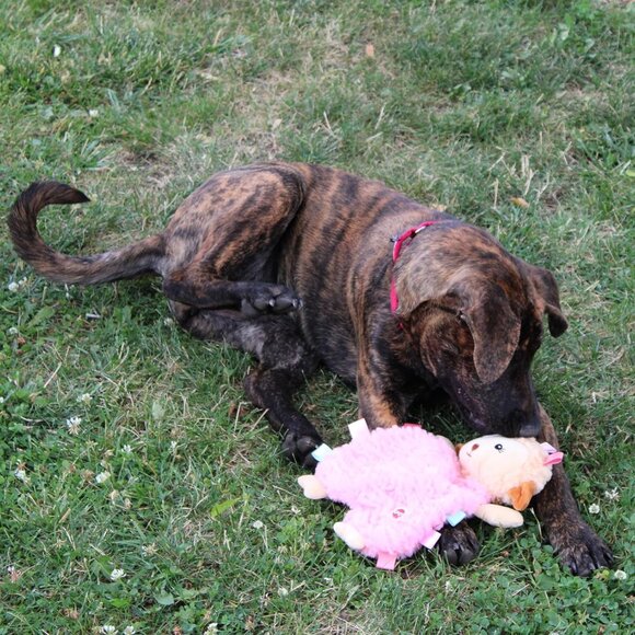 Soothers- Tabbie Lambie Dog Toy-Separation Anxiety Toys for Dogs, Stuffing Free, - Picture 7 of 9